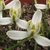 Wjite flower with green stripe