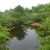 Trees growin around a pond