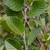 Stem with green leaves with prominent veins
