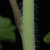 Stem with hairs (Cocke County, TN)-Mid Spring