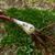 Reddish stem and bulb.
