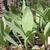 Wide, flat blade shaped leaves