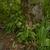 Ramp and Foam Flower (Tiarella cordifolia) woodland setting.
