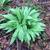 Clumping form