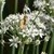 umbel of white flowers with a visiting brown skipper.