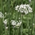 Flowers & Stems - Summer - Wake Co., NC