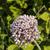 wild leek flower