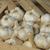 Elephant garlic
