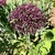 flower head with dark purple star like flowers