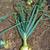 Allium cepa