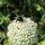 Allium cepa inflorescence
