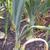 Allium cepa