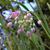 Flowers and buds