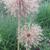 Dried flowers