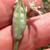 Flower bud