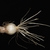 Bulb