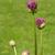 Flower buds 'Purple Sensation'
