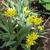 Allium moly