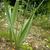 Allium moly