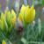 Flower buds