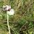 garlic inflorescence
