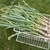 A wire basket of harvested garlic plants with leaves & roots.