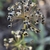 Garlic chives have seed head containing small, black, shiny seed