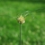 Bulbils (Guilford County, NC)-Late Spring