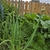 Green leaves and stems