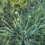 Clump of green leaves with bulbets forming at the top of stems