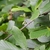 Green leaves