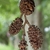 Brown dangling pinecones