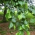 Green leaves on branches
