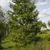 Form of the tree