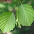 Leaf close up