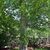 Form of the tree
