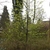 Form of the tree