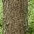 Bark