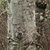 Bark
