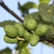 Fruits
