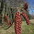 Male catkins