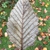 Underside of leaf