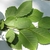 Green leaves