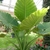 Form growing at Longwood Gardens