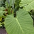 Large, heart-shaped green leaf. Green spathes are visible.