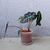 'Polly' growing in a pot