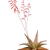 potted plant with rosette of red speckled leaves & red flowers