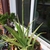Form in  pot getting ready to bloom