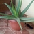 Fom in a pot with gray-green thick succulent leaves