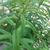 Aloysia triphylla